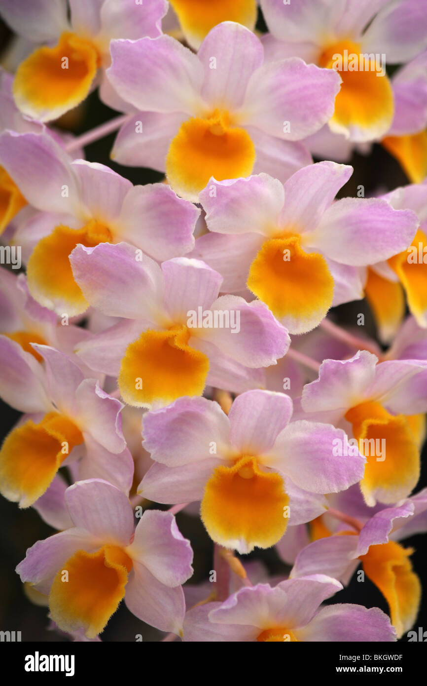 Pink And Yellow Dendrobium Orchids Taken At Chester Zoo, UK Stock Photo