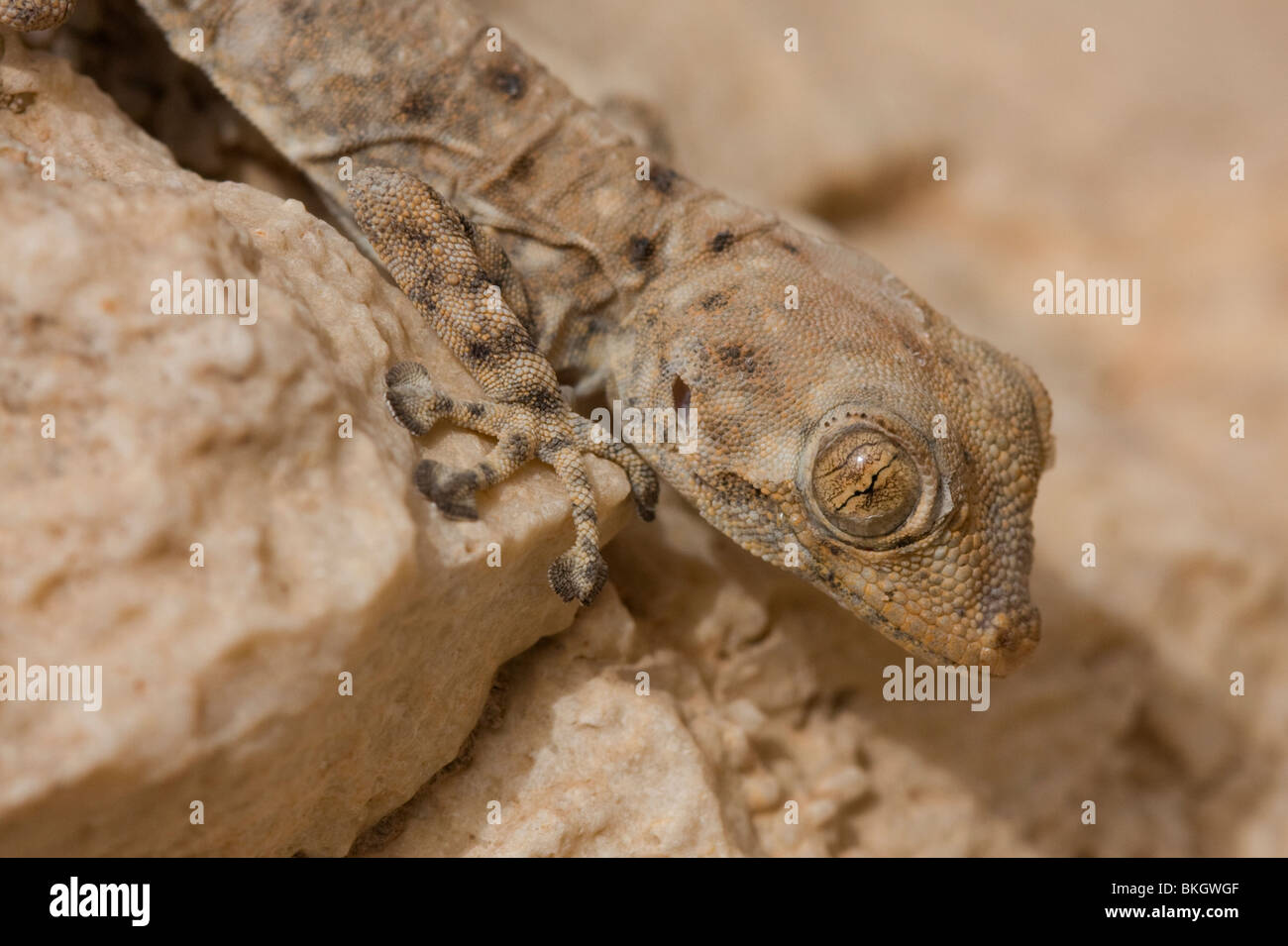 Portrait of a Fan-footed Gecko (Ptyodactylus guttatus) Stock Photo