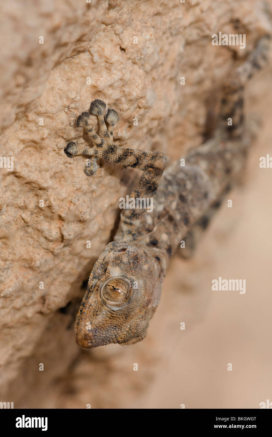 Fan-footed Gecko; Ptyodactylus guttatus Stock Photo