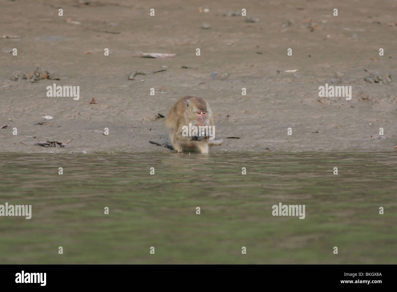 Java aap hi-res stock photography and images - Alamy