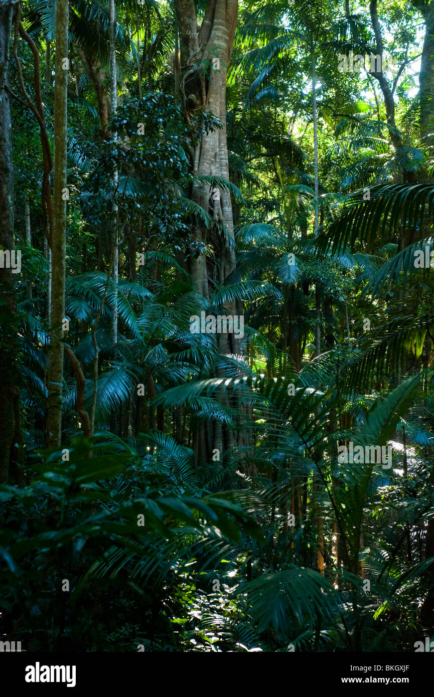 Tamborine National Park, Queensland, Australia Stock Photo Alamy