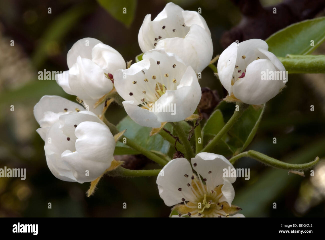 Pear tree blossom in spring Stock Photo