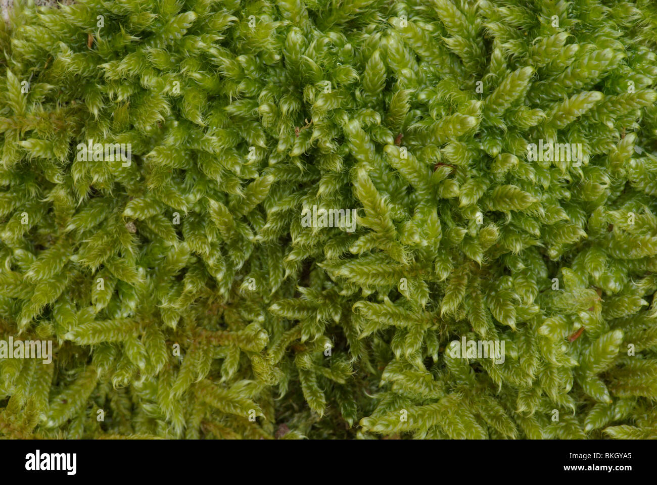 Gewoon klauwtjesmos; Hypnum cupressiforme; Cypress-leaved plait-moss Stock Photo