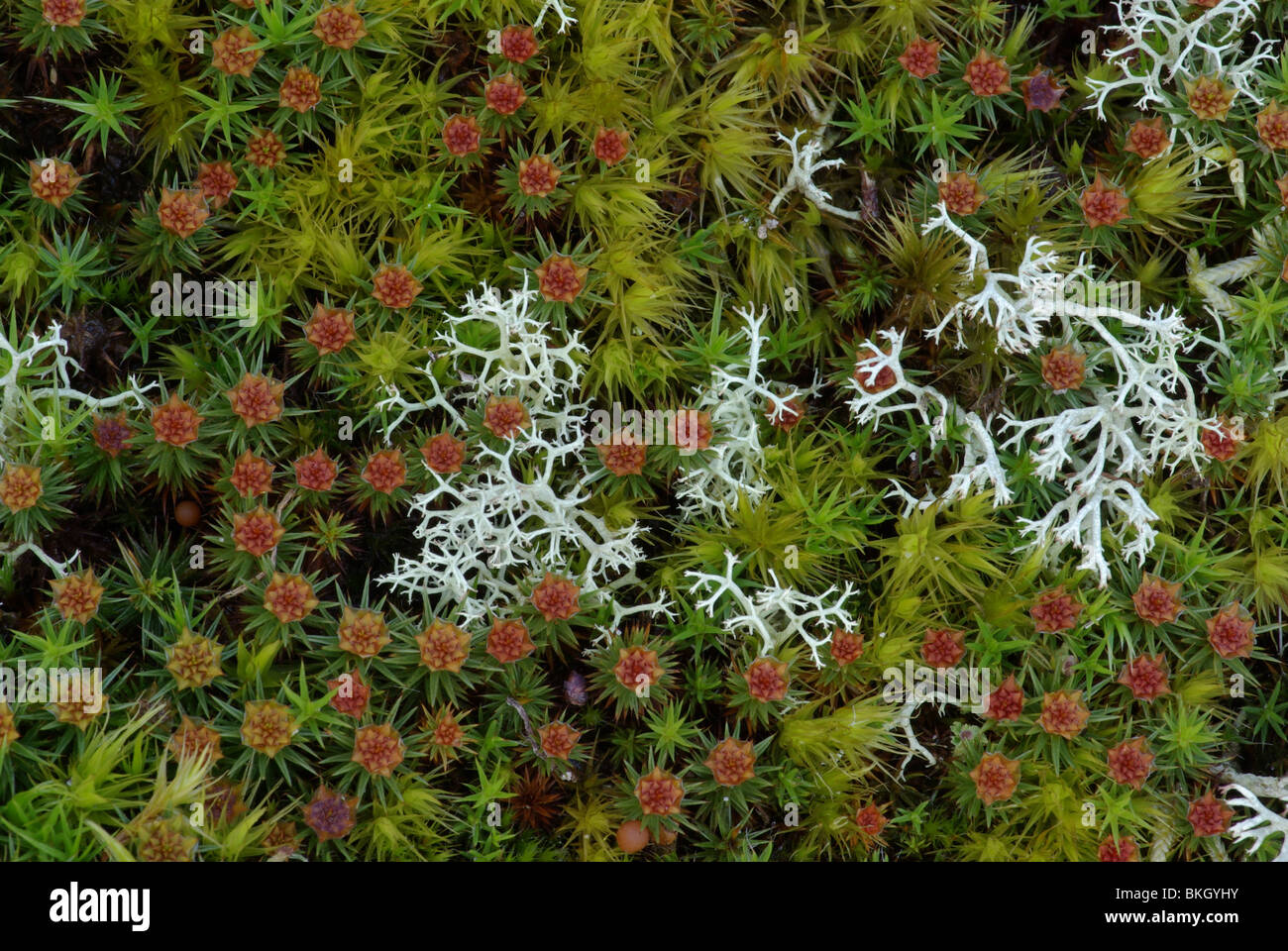 cup lichen, juniper haircap moss and Broom moss Stock Photo