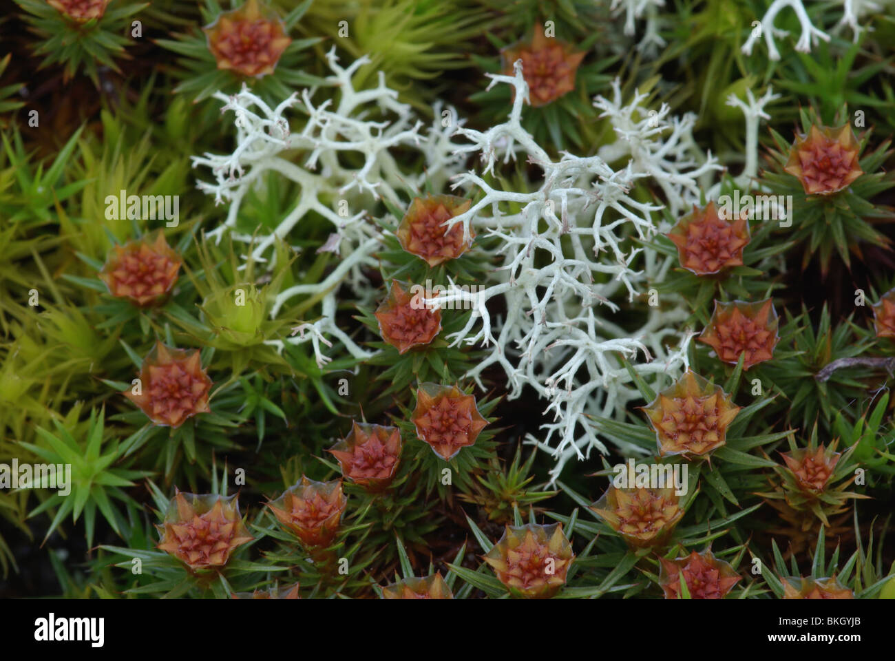 Juniper haircap moss Stock Photo