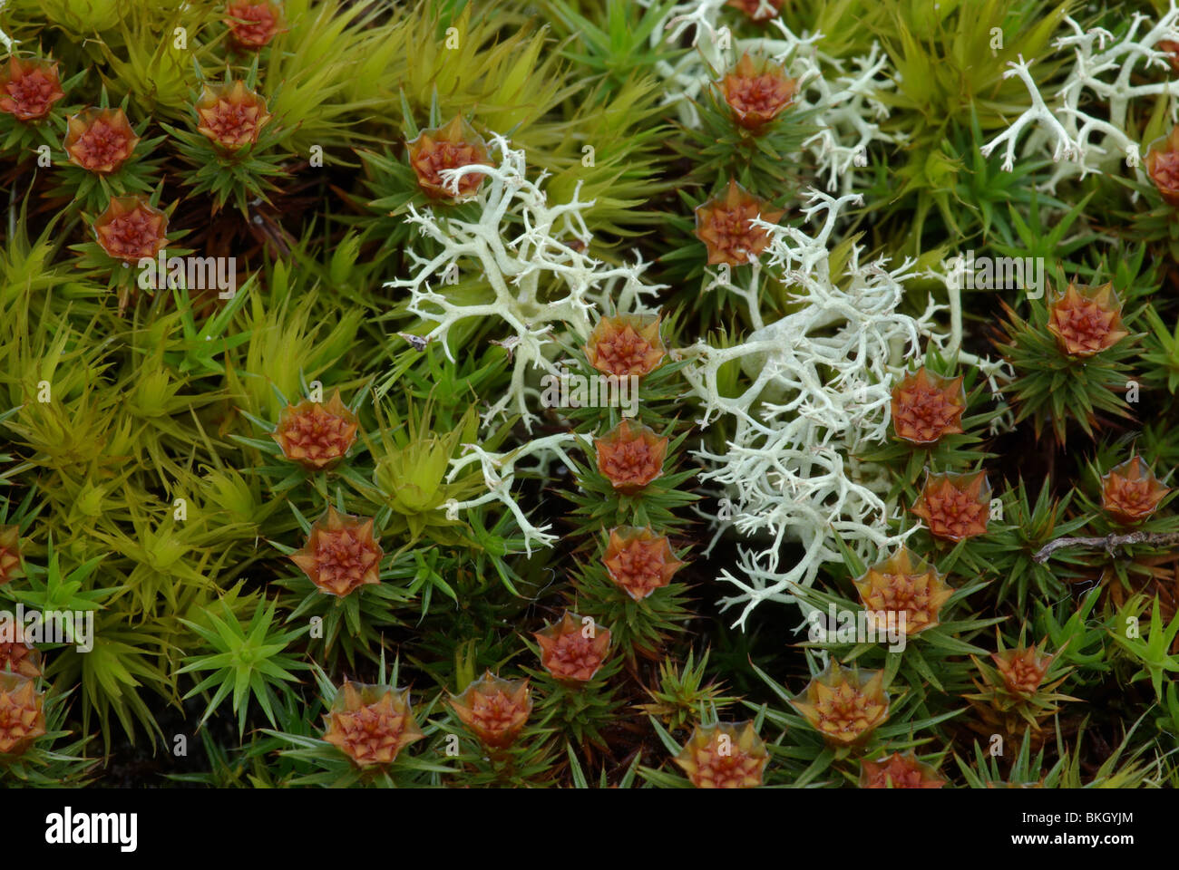 Open rendiermossen tussen mannelijke bloemen van zandhaarmossen en gewoon gaffeltandmos Stock Photo