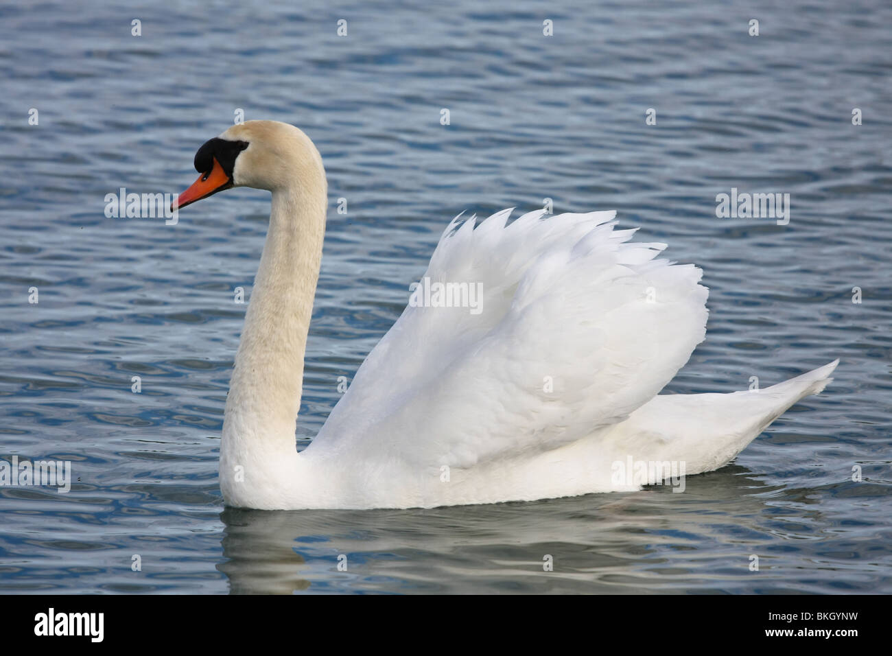 white swan swimming lake coast wildlife peaceful spring swim sunny Ontario Canada Canadian Stock Photo