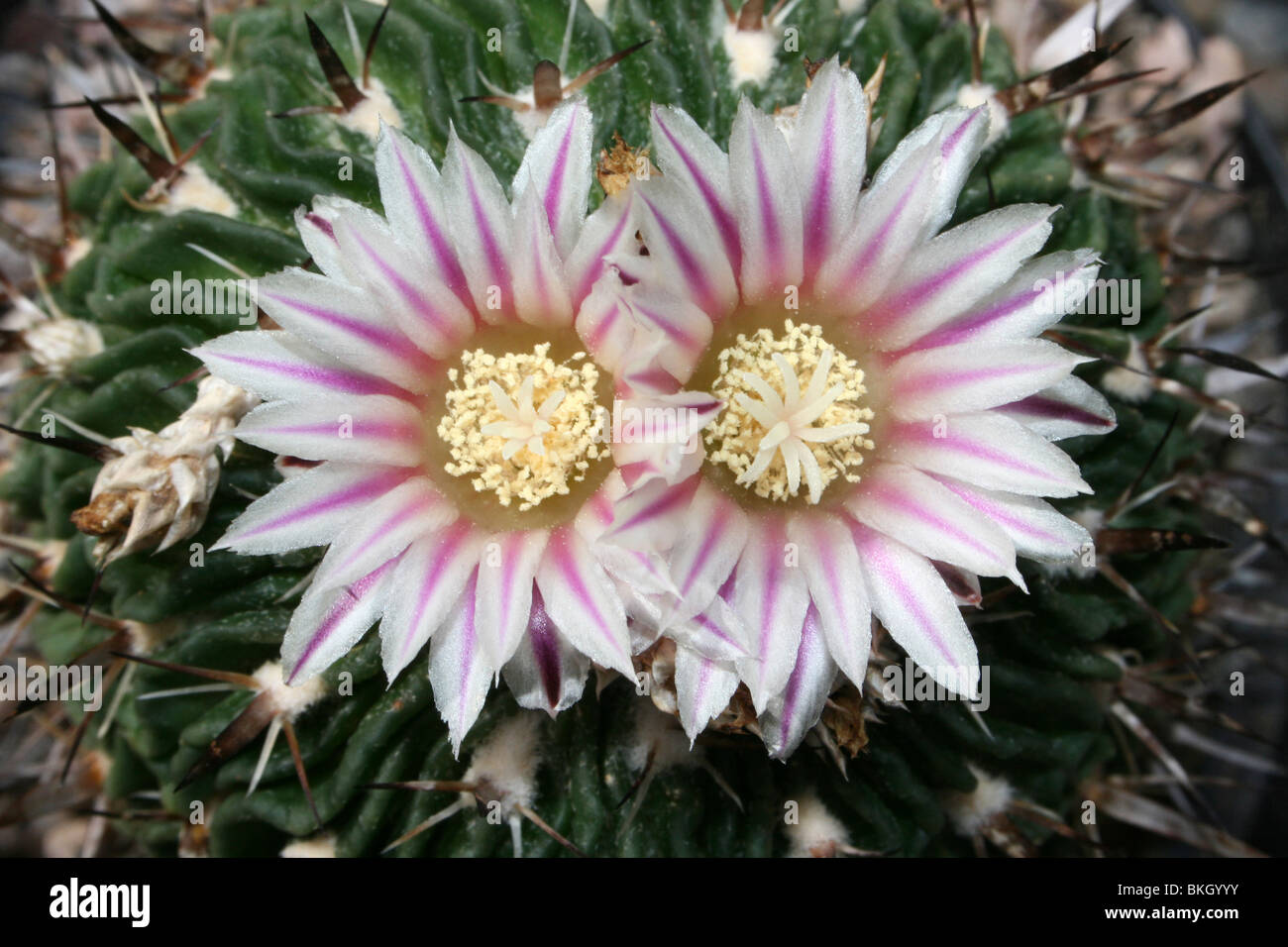 Pink Flowering Cactus Stenocactus ochoterenanus Taken At Chester Zoo, England, UK Stock Photo