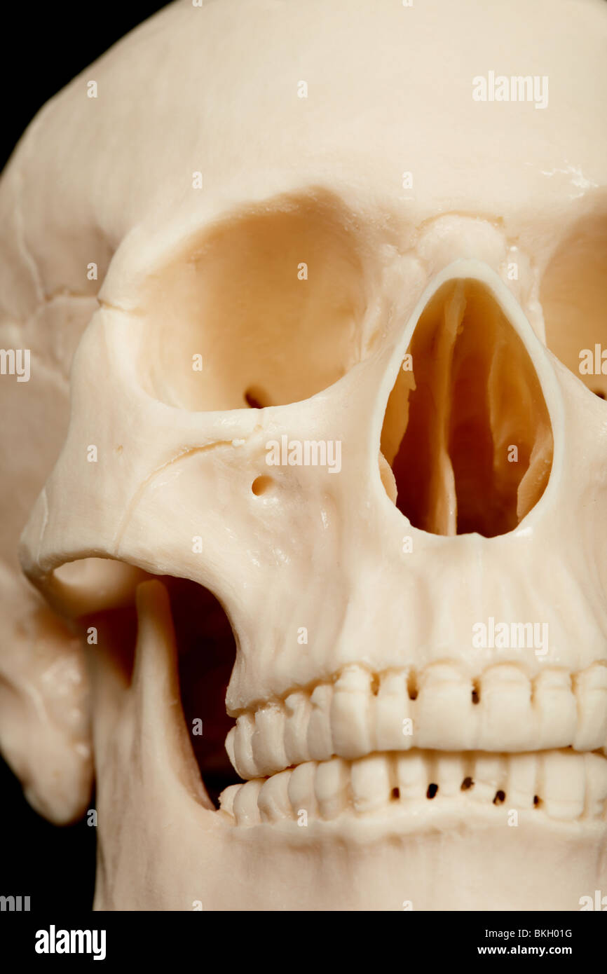 The human skull closeup - front part with teeth Stock Photo