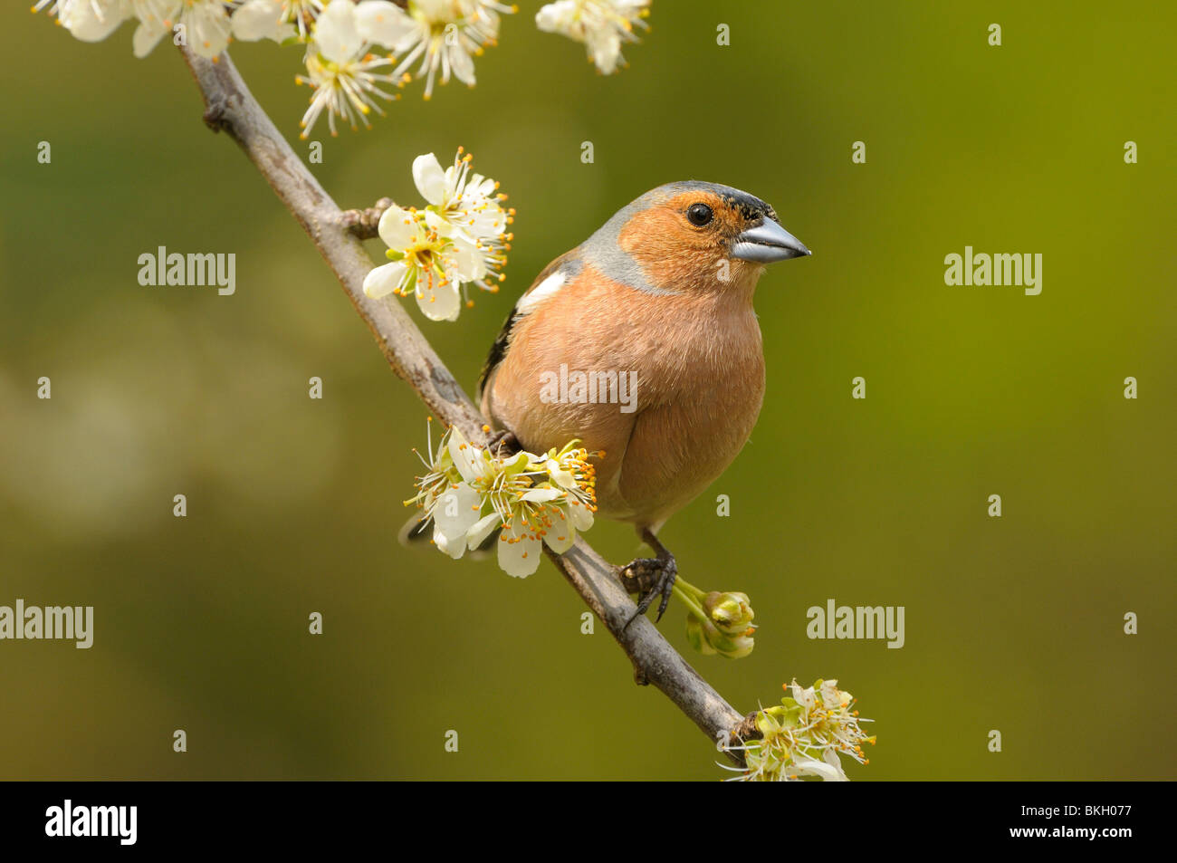 Man Vink op bloeiende tak van pruimenboom met groene achtergrond; Male  Chaffinch perched on blooming branch of a plum tree with a green background  Stock Photo - Alamy, image size:1300x953