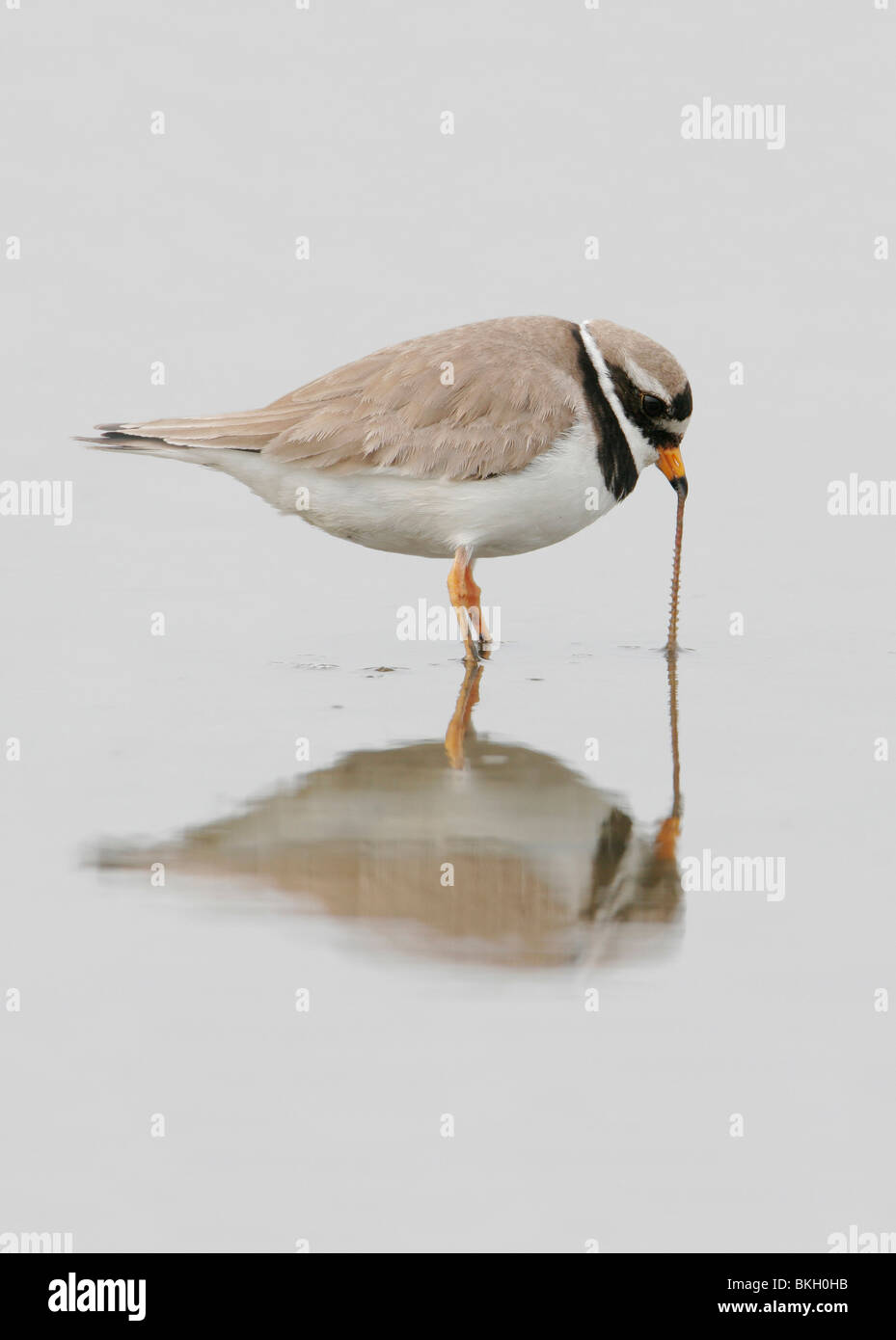 Bontbekplevier foeragerend op Zagers; Common Ringed Plover fouraging on Ragworm Stock Photo