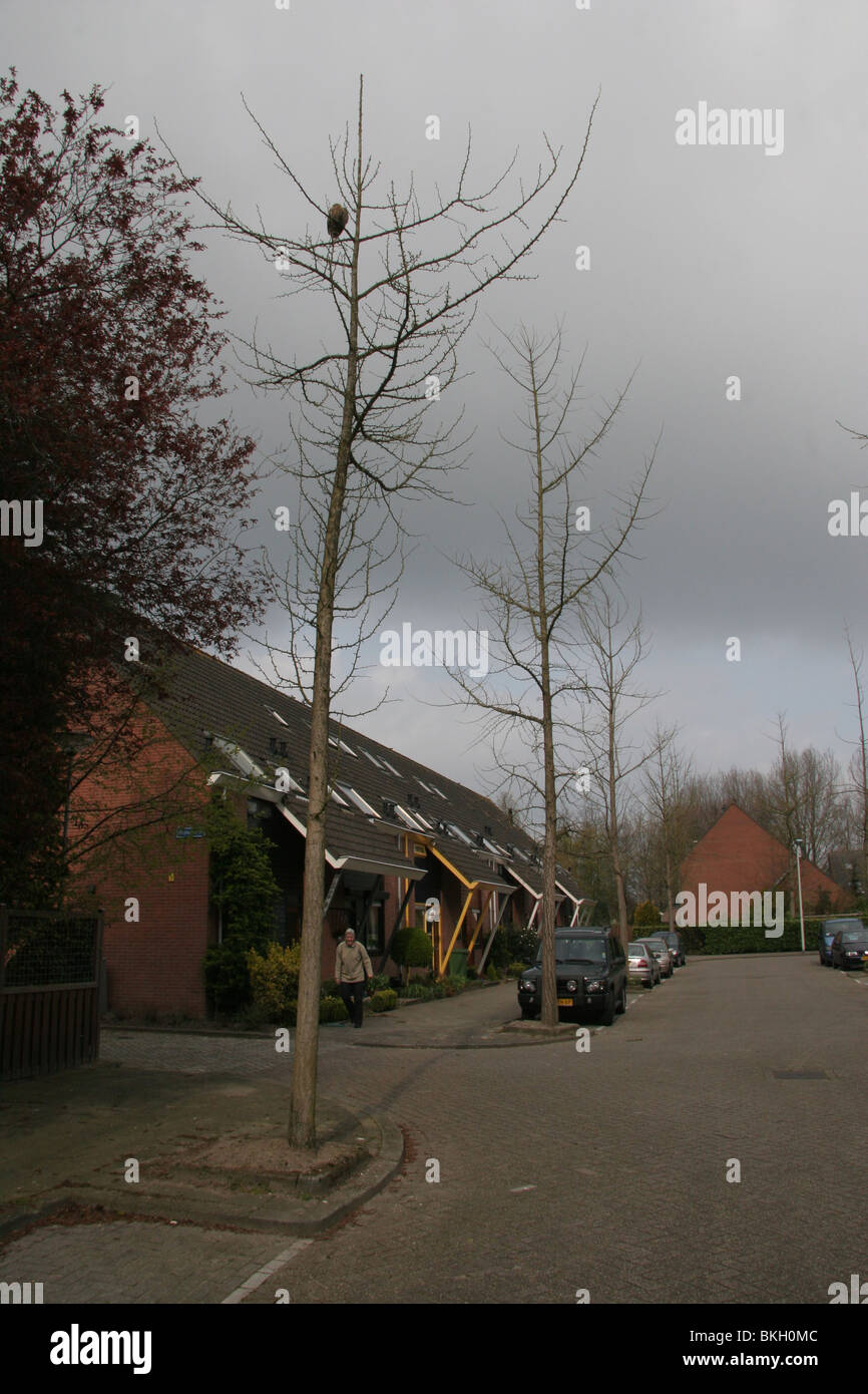 Tawny Owl in a residential area Stock Photo Alamy