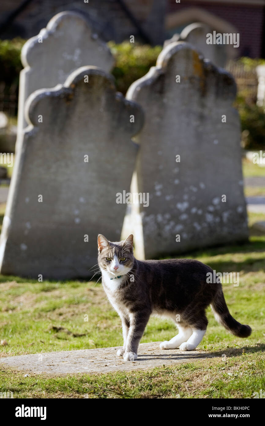 A cat walking through a graveyard in Sussex. Stock Photo