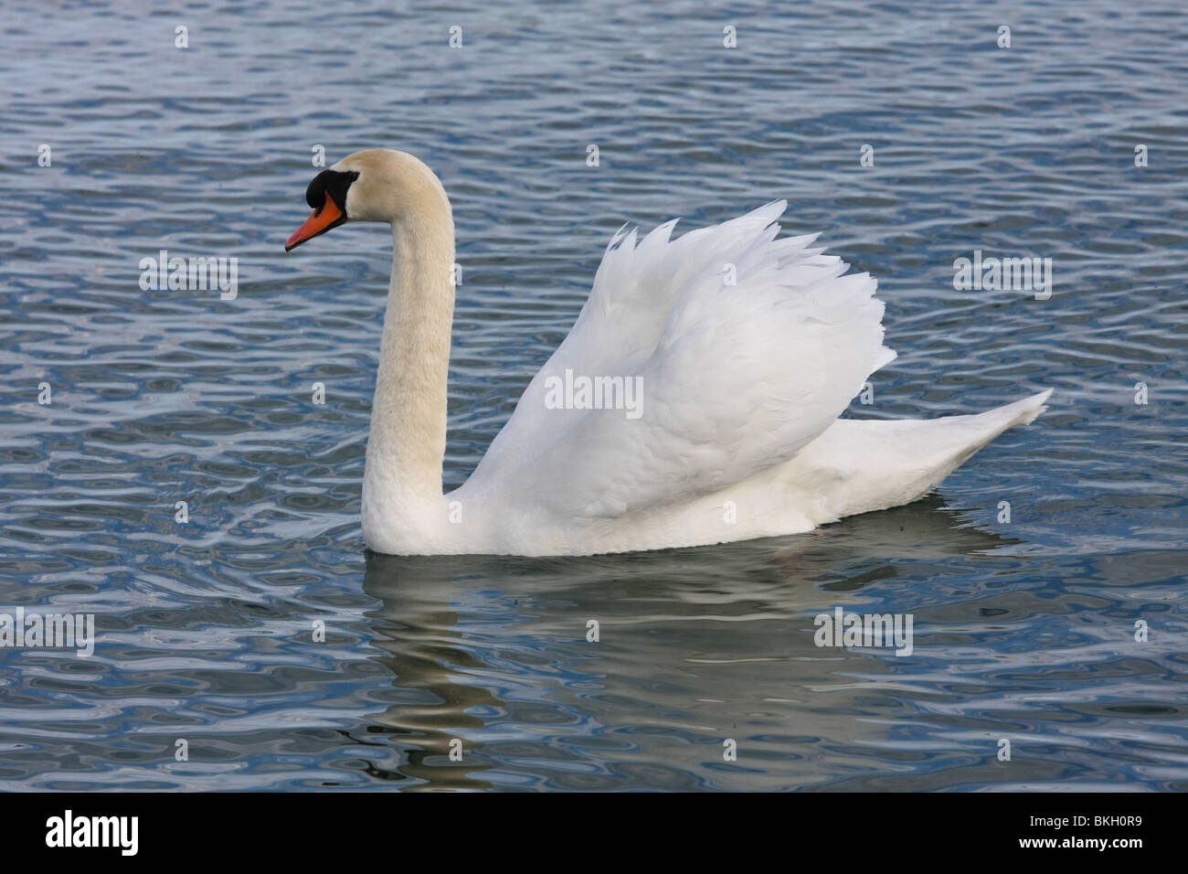 white swan swimming lake coast wildlife peaceful spring swim sunny Ontario Canada Canadian Stock Photo