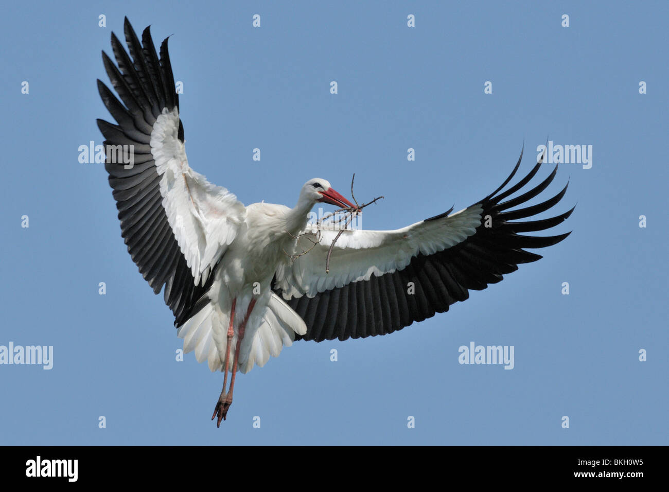 Adult white stork (Ciconia ciconia) in flight with branches for nest Stock Photo
