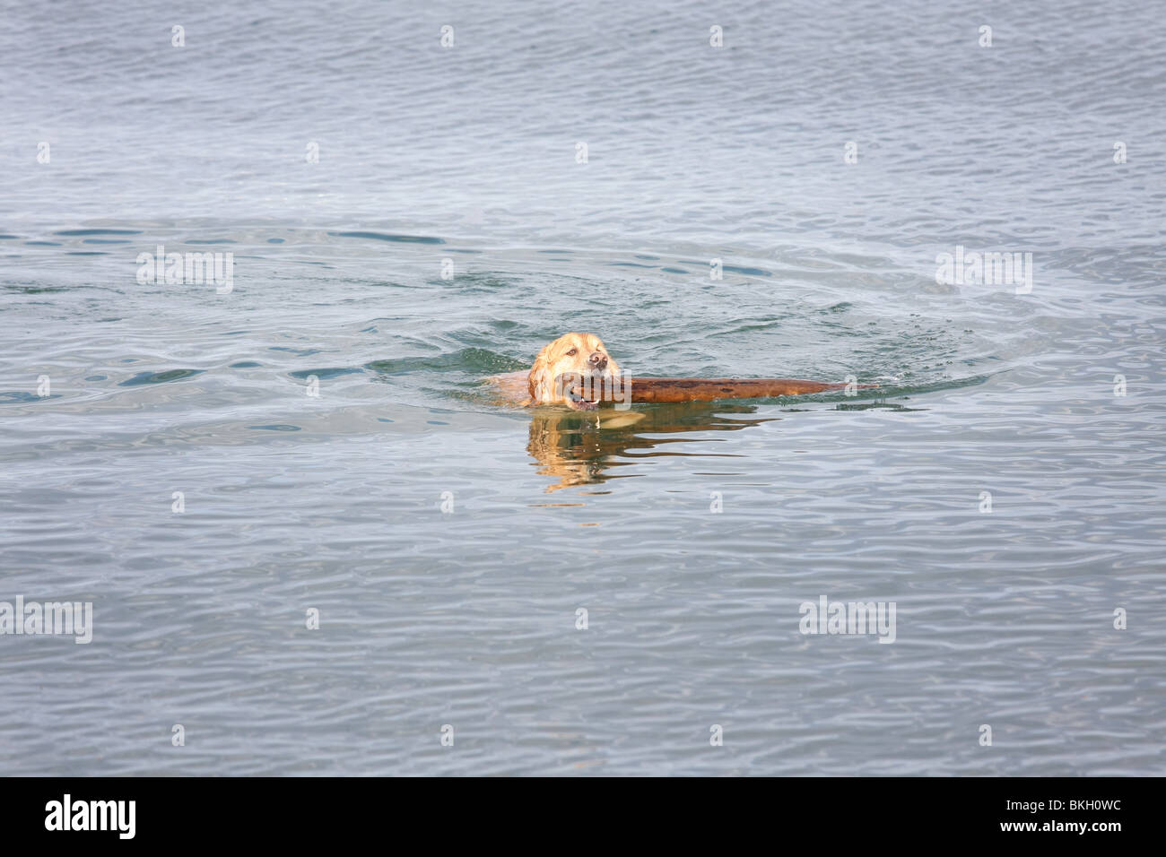 Golden Retriever dog swimming stick water head swim Stock Photo