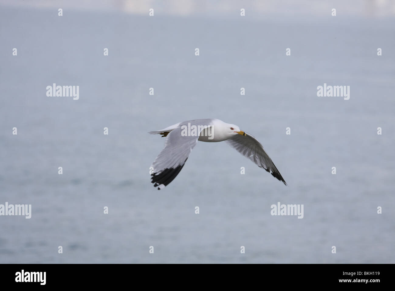 white grey seagull gull bird fly flying flight wing wings sky blue cloudy sunny larus Stock Photo