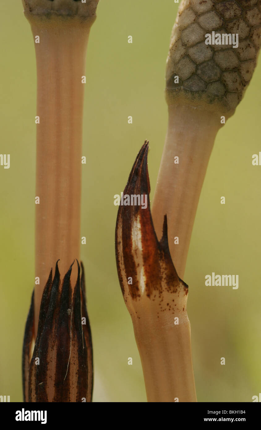 Detail of Horsetail, standing Stock Photo