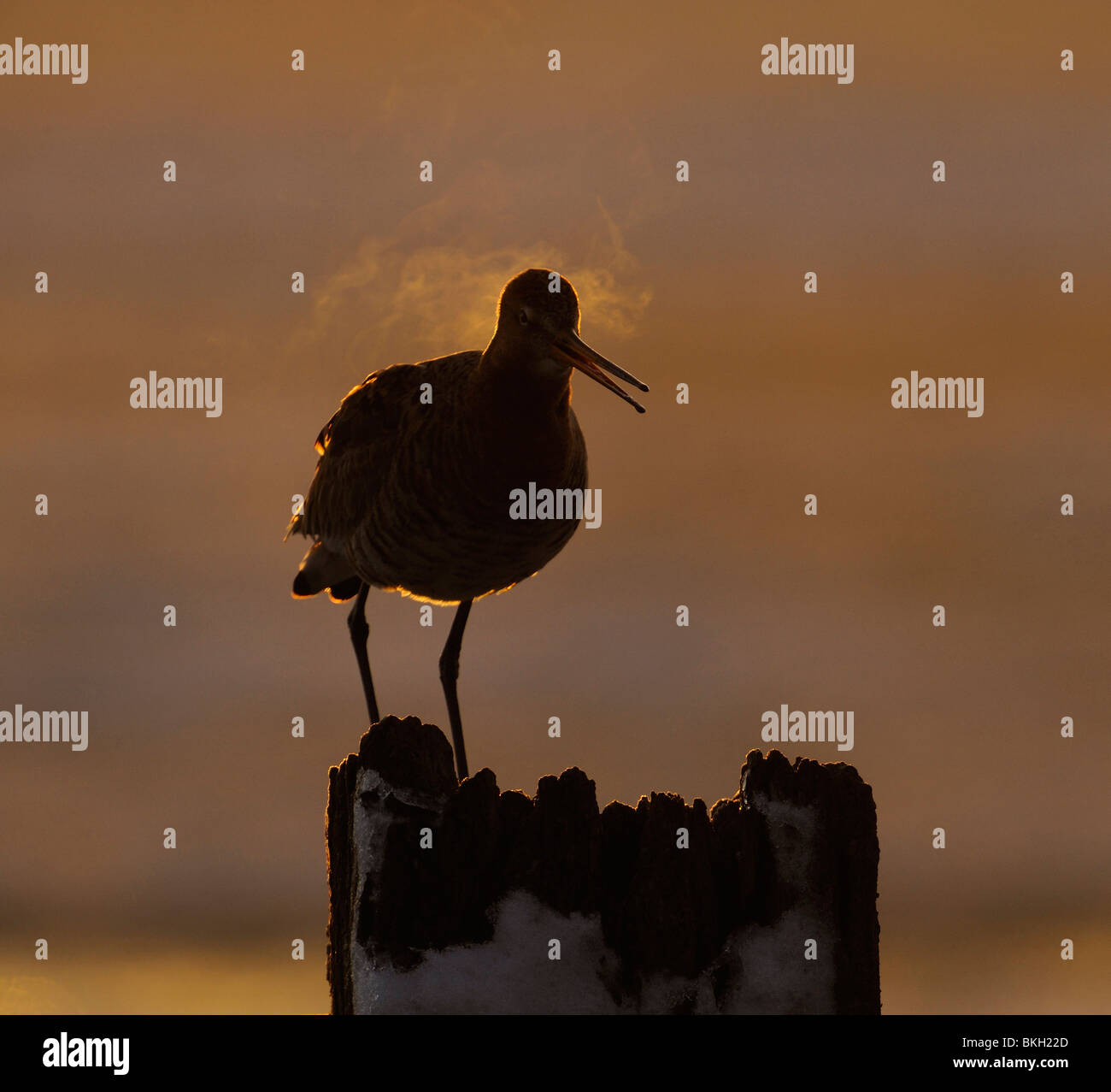 Adulte grutto in vooraanzicht zittend op besneeuwd paaltje in vroege ochtend tegenlicht, Adult black-tailed godwit in frontview sitting on snow-covered pole in early morning backlight Stock Photo