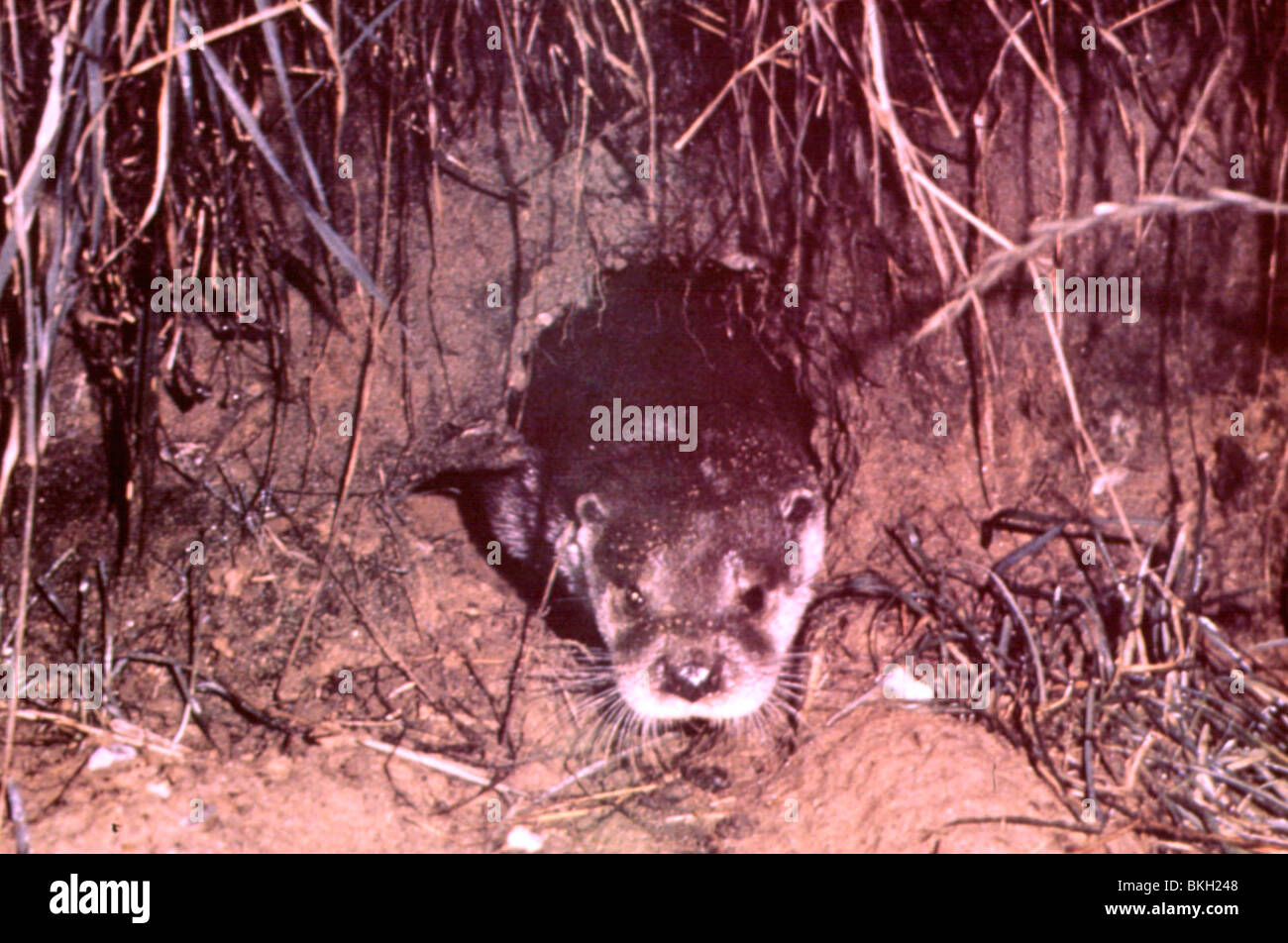 TARKA THE OTTER -1979 Stock Photo - Alamy