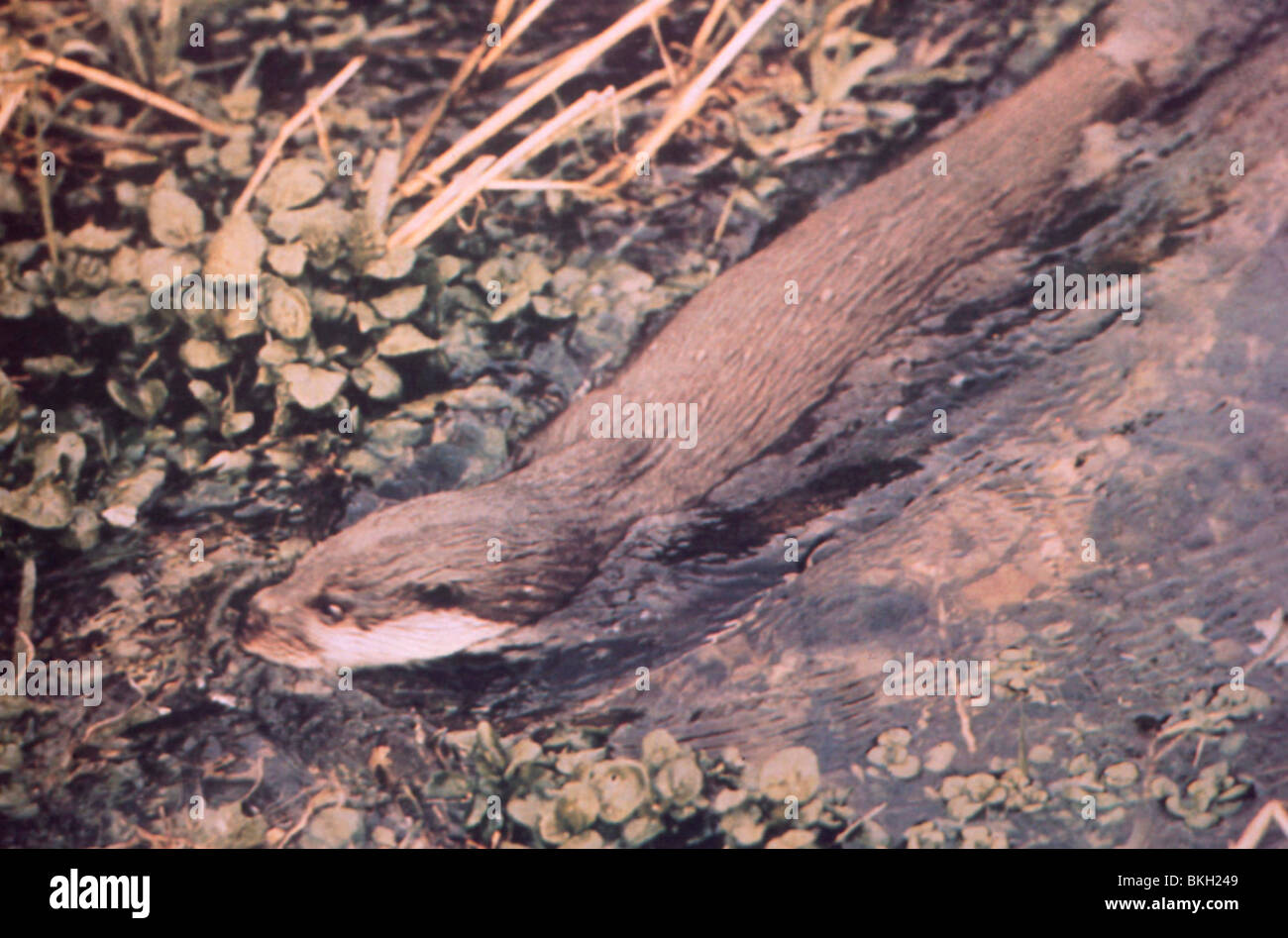 Tarka the otter hi-res stock photography and images - Alamy