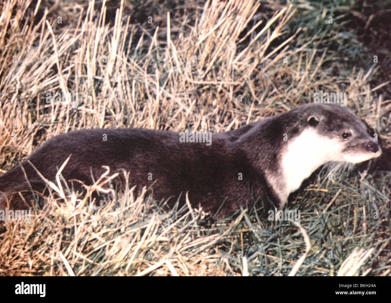 Tarka the otter hi-res stock photography and images - Alamy