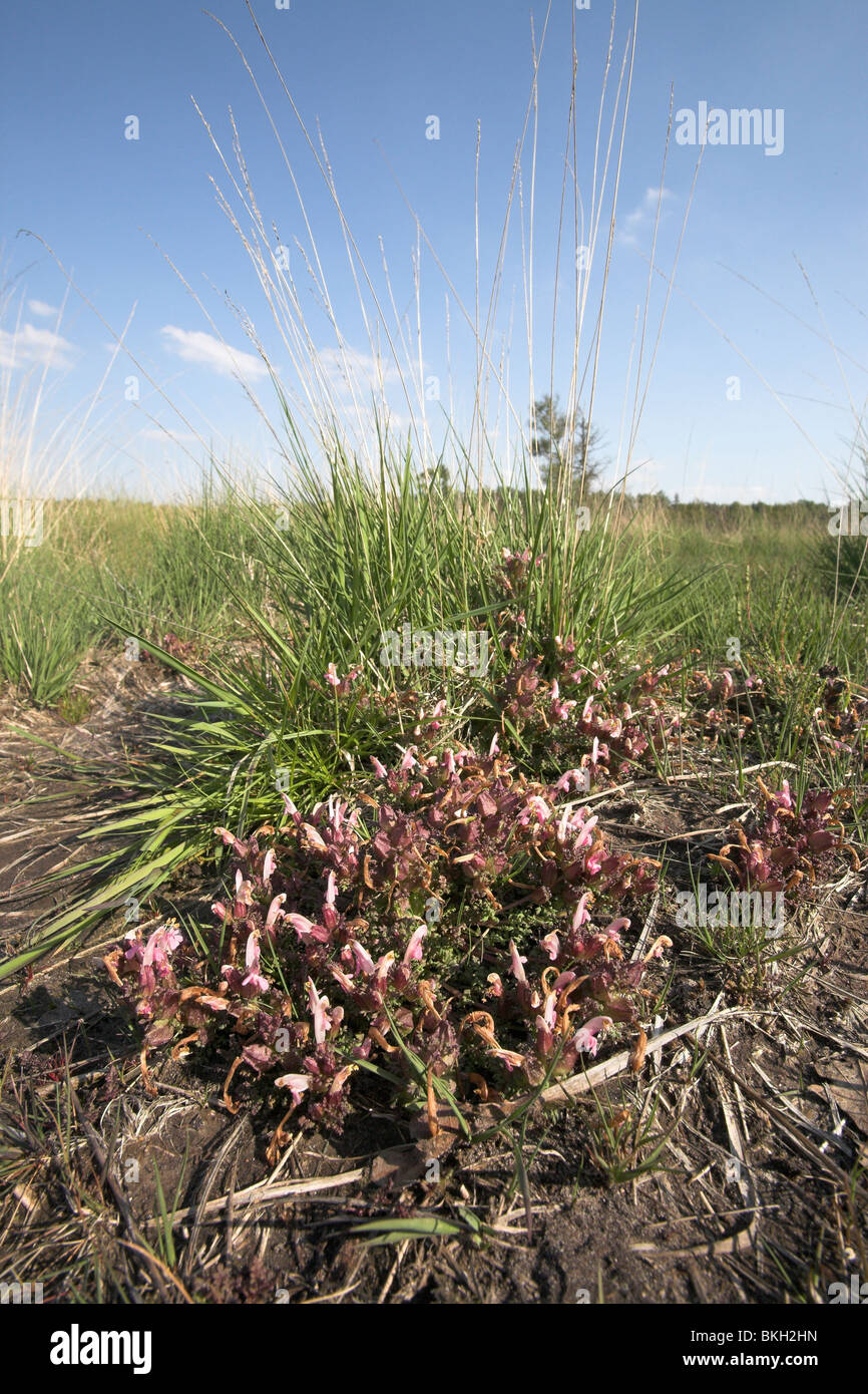 Staande foto van een pol bloeiend heidekartelblad in het landschap; photo of flowering Lousewort in its landscape Stock Photo