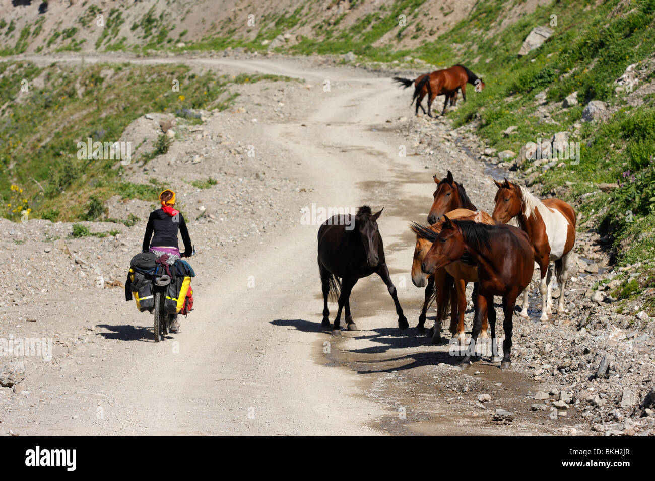 Bicycle and horses hires stock photography and images Alamy