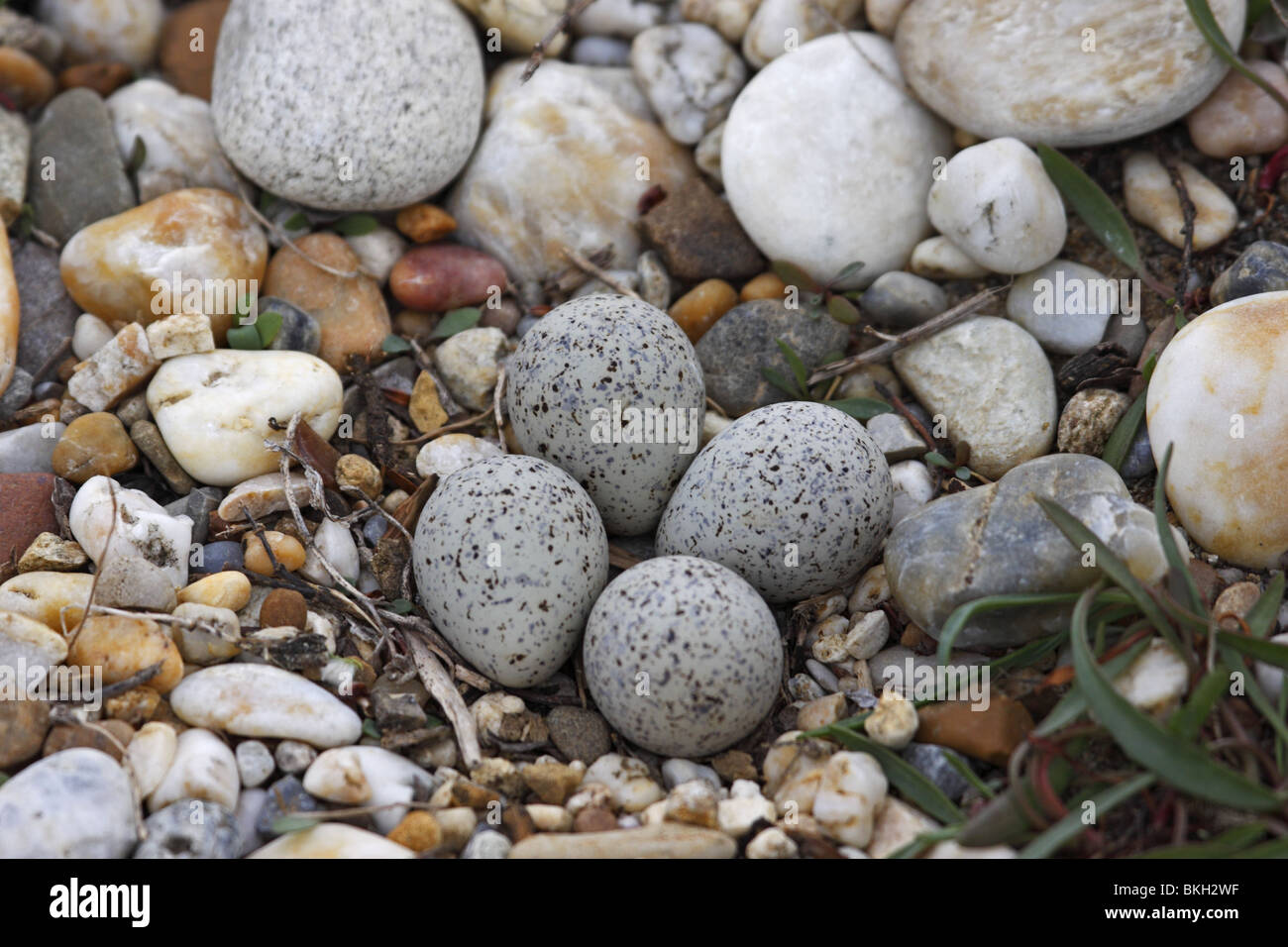 Little Ringed Plover, nest, eggs, Charadrius, dubius, Flußregenpfeifer  Stock Photo - Alamy