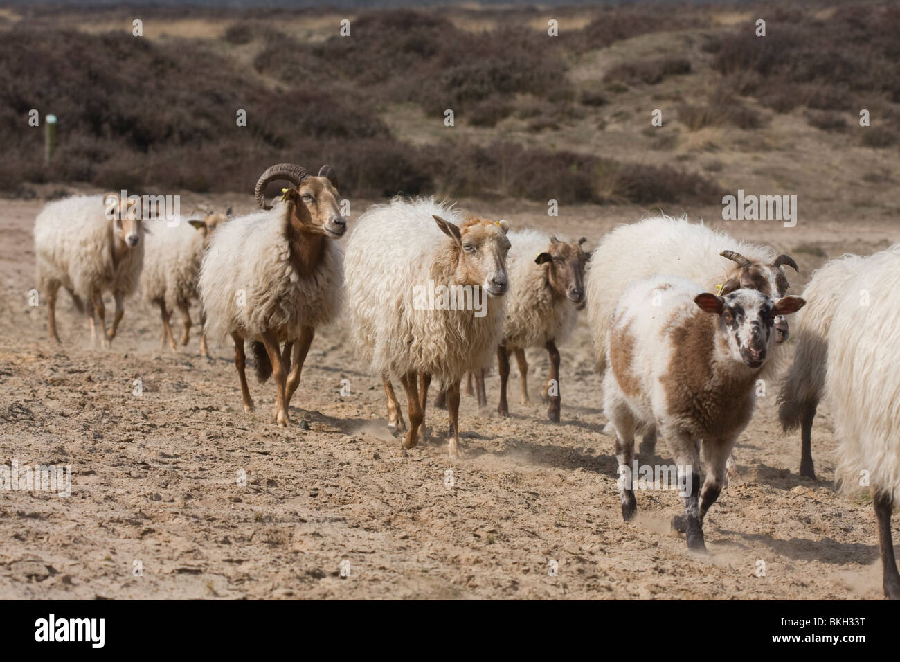 Drentse heideschapen; Heathland Sheep from Drenthe Stock Photo