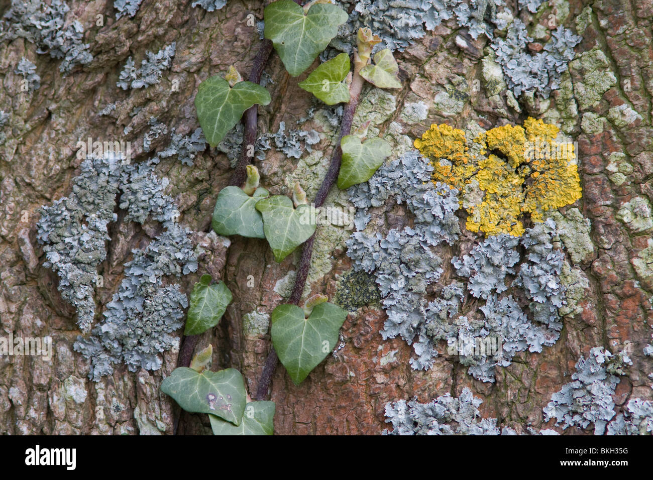 Groot dooiermos (Xanthoria parietina) en Gewoon schildmos (Parmelia sulcata) met klimop; Maritime Sunburst Lichen and Hammered Shield Lichen with ivy Stock Photo