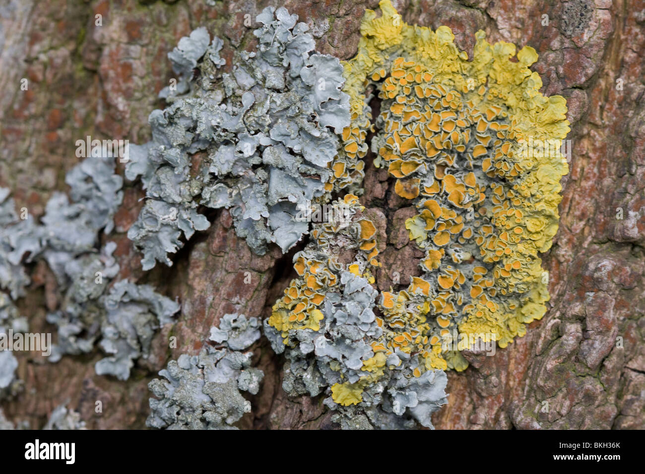 Gewoon schildmos (Parmelia sulcata) en Groot dooiermos (Xanthoria parietina); Hammered Shield Lichen and Maritime Sunburst Lichen Stock Photo