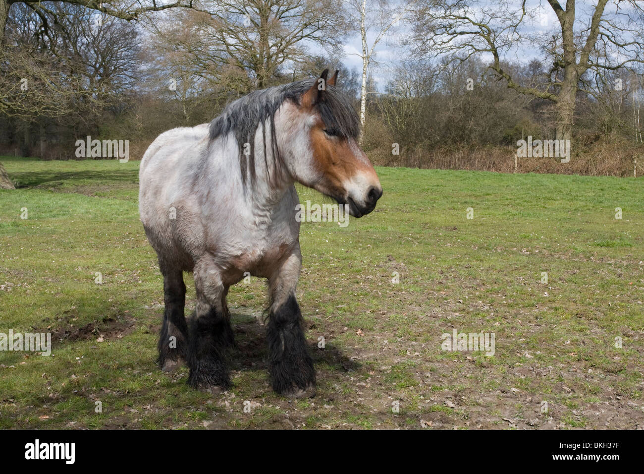 Belgisch Trekpaard; Belgian Draft Horse Stock Photo