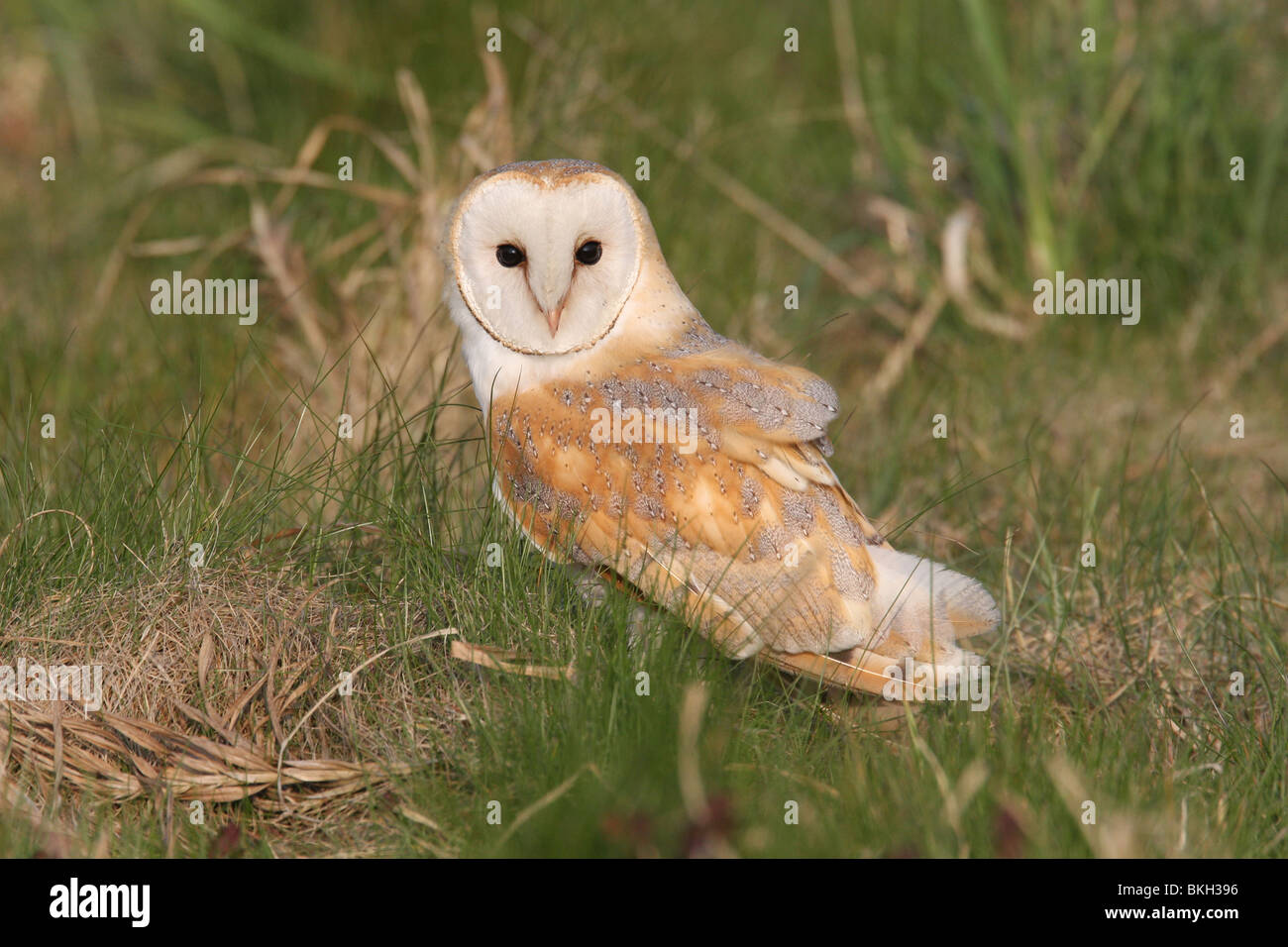 Kerkuil; Barn Owl; Tyto alba Stock Photo