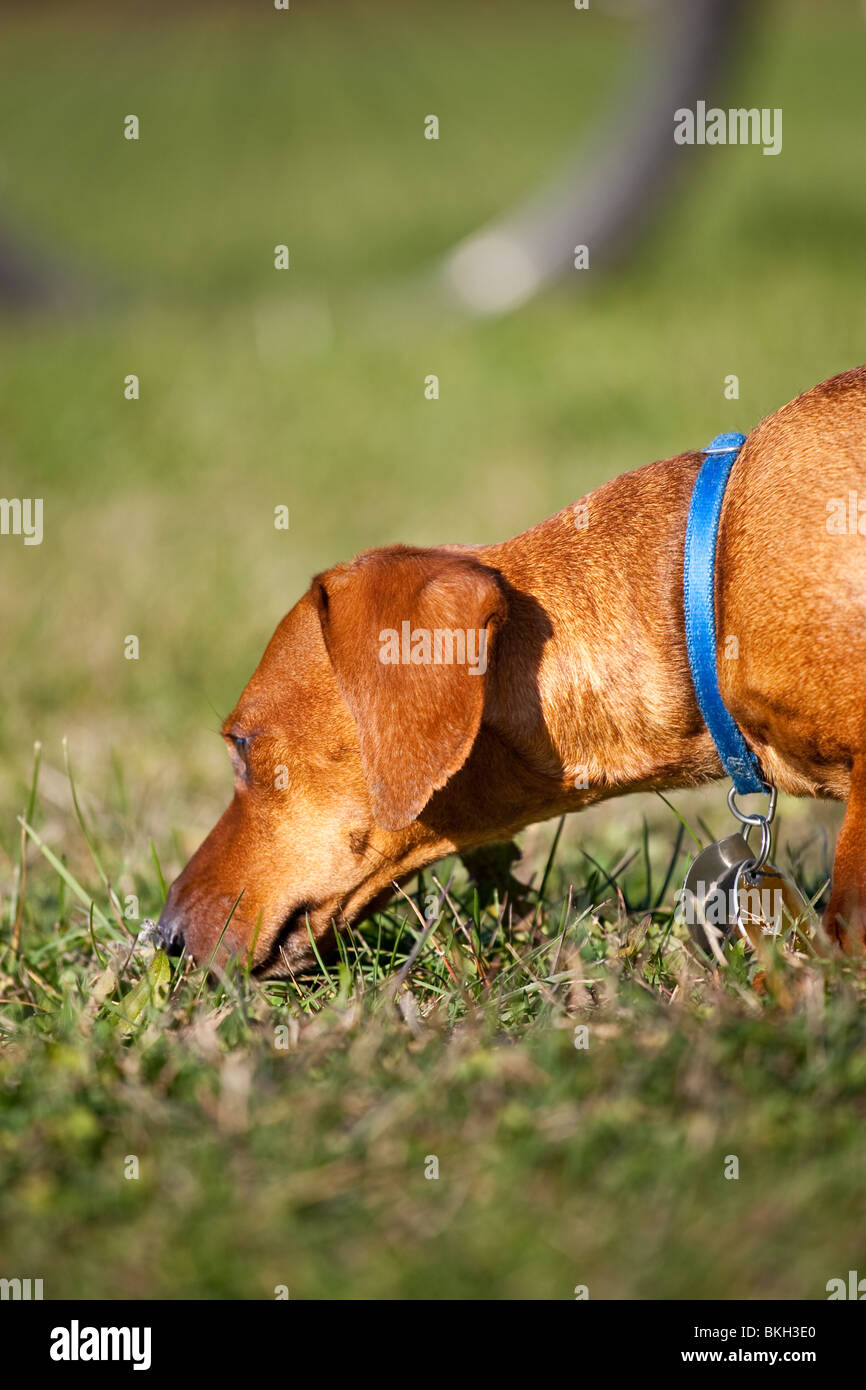 A miniature Dachshund sniffing in the grass. Stock Photo