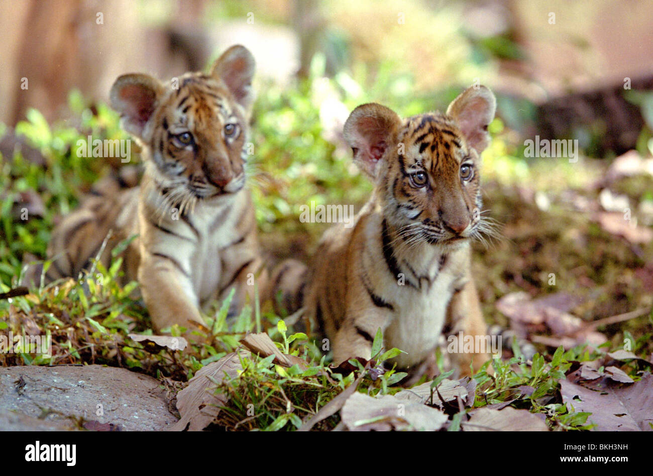 Two Brothers [Full Movie]★ Two Brothers Movie