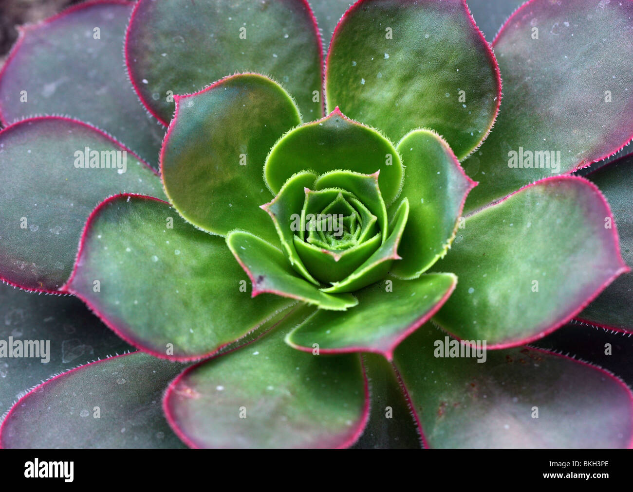 Succulent Aeonium urbicum close up Stock Photo