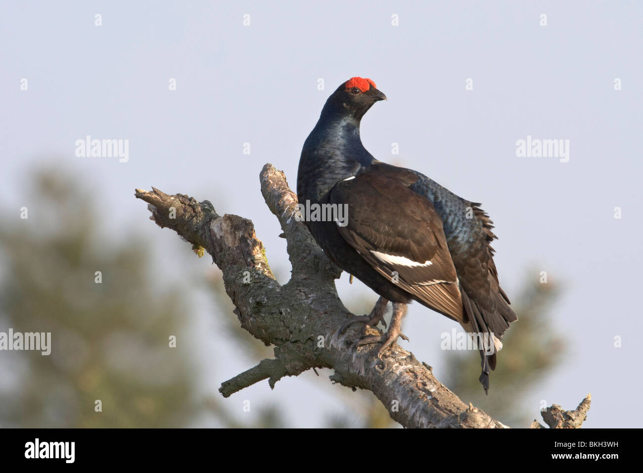 Male Black Grouse (Tetrao tetrix) in the top of a dead tree Stock Photo