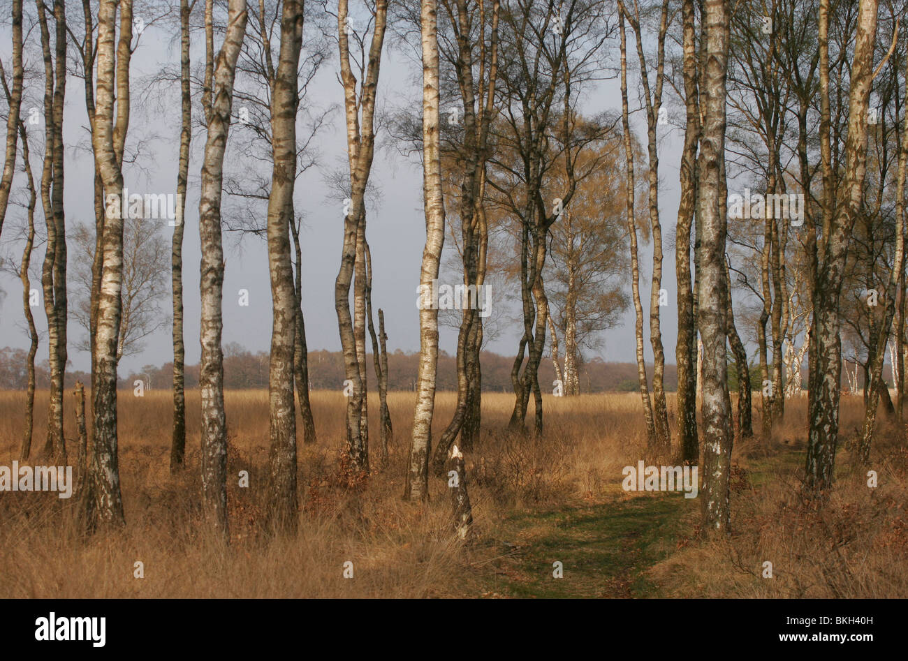 Group of birches at Deelense veld in the spring Stock Photo