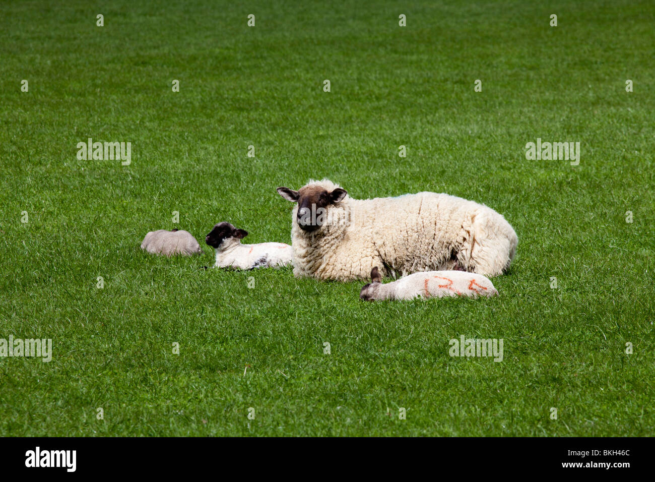 Mother sheep and two lambs in a field in Surrey Stock Photo - Alamy