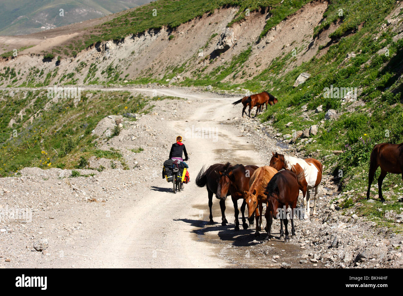 Bicycle and horses hires stock photography and images Alamy