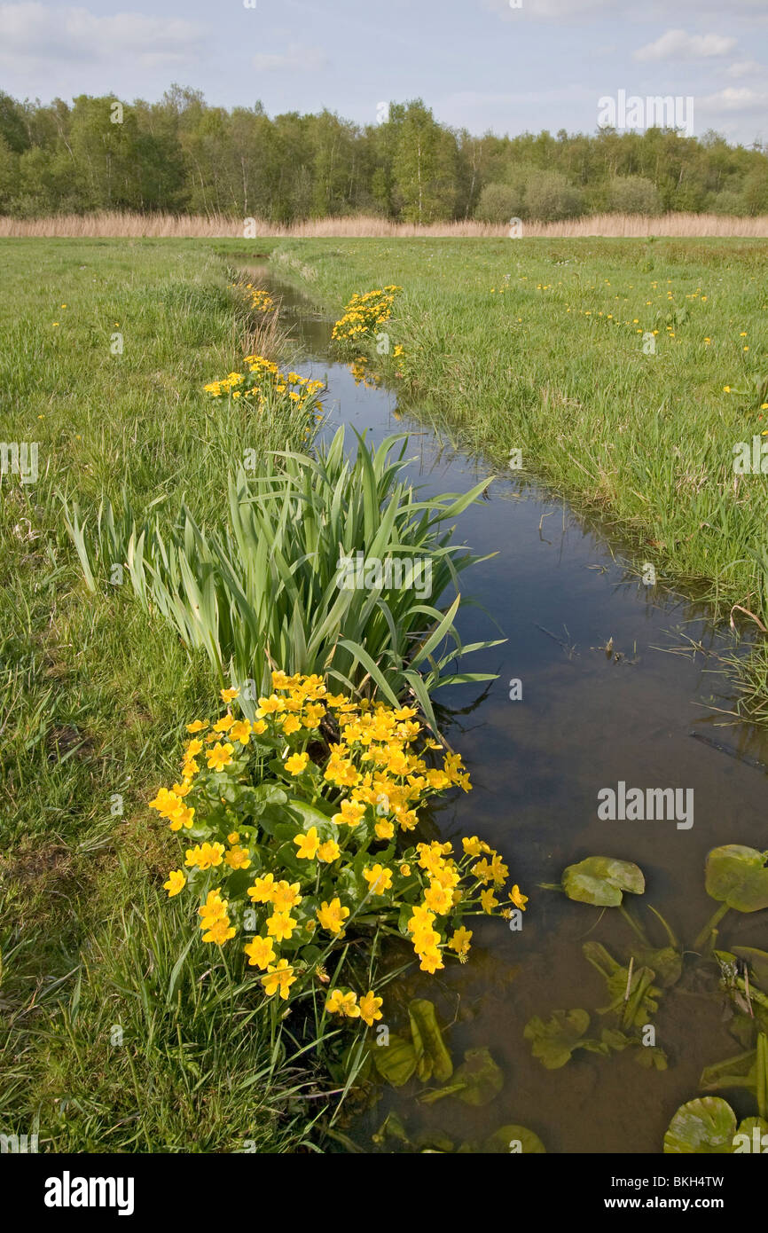 Caltha palustris, Marsh Marigold, Dotterbloem Stock Photo