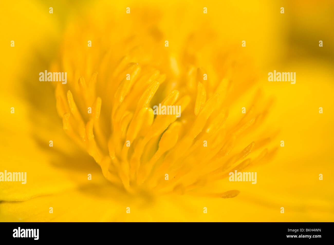 Caltha palustris, Marsh Marigold, Dotterbloem Stock Photo