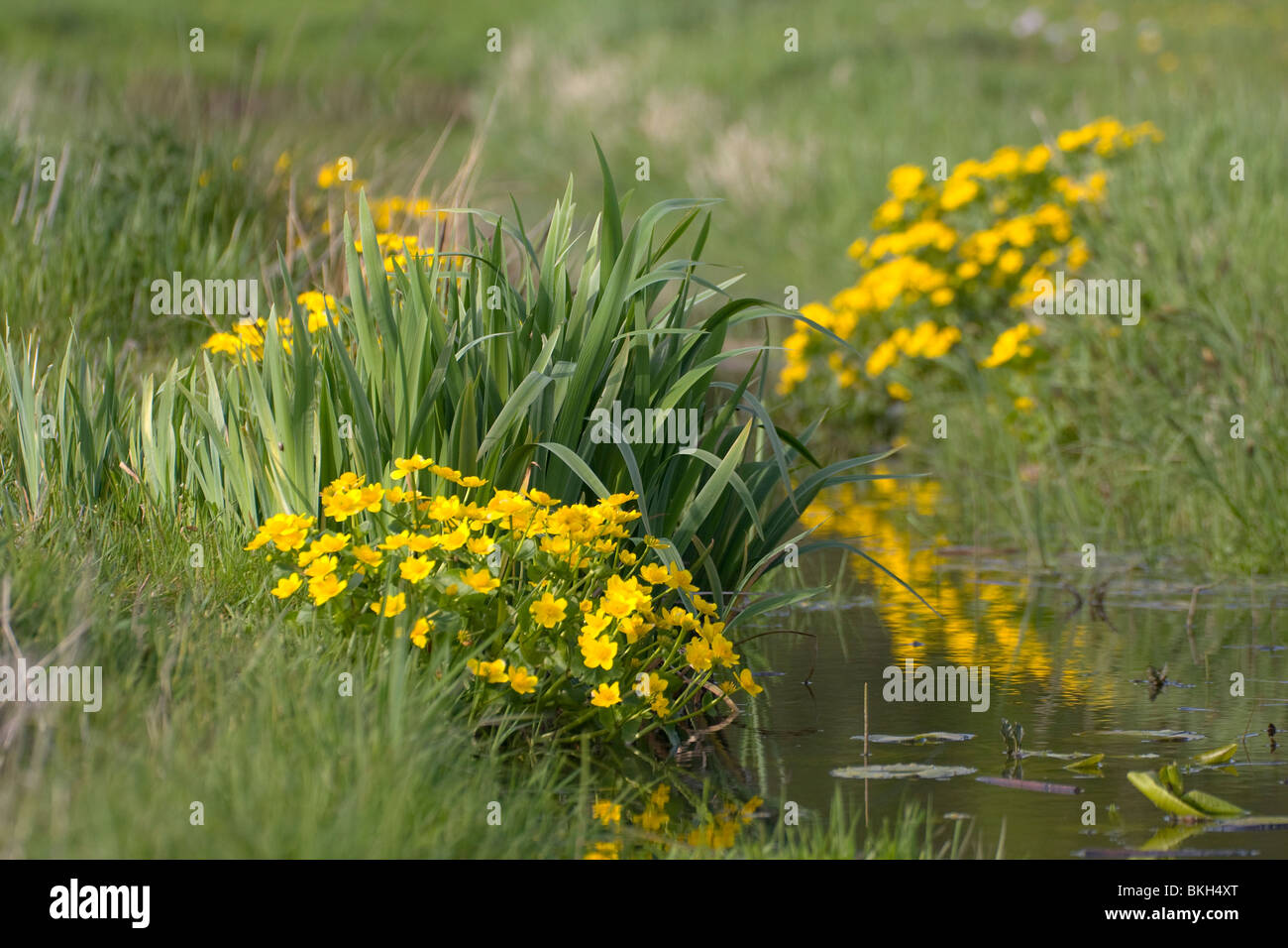 Caltha palustris, Marsh Marigold, Dotterbloem Stock Photo