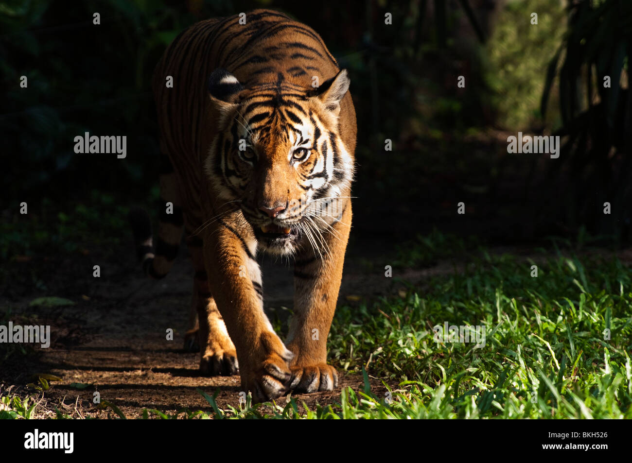 Captive Malayan tiger (Panthera tigris malayensis) Stock Photo