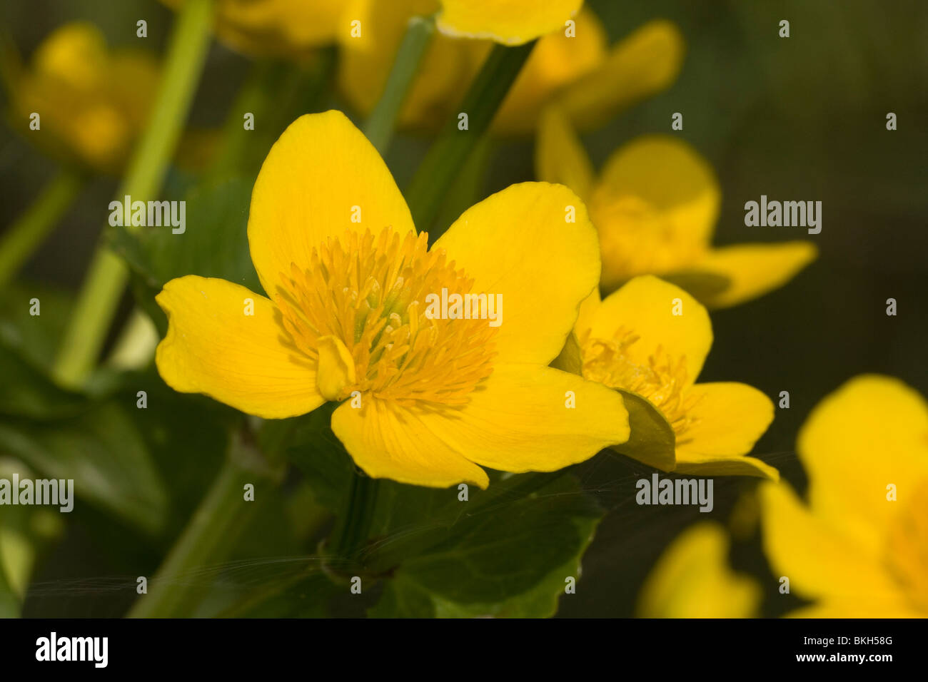 Caltha palustris, Marsh Marigold, Dotterbloem Stock Photo
