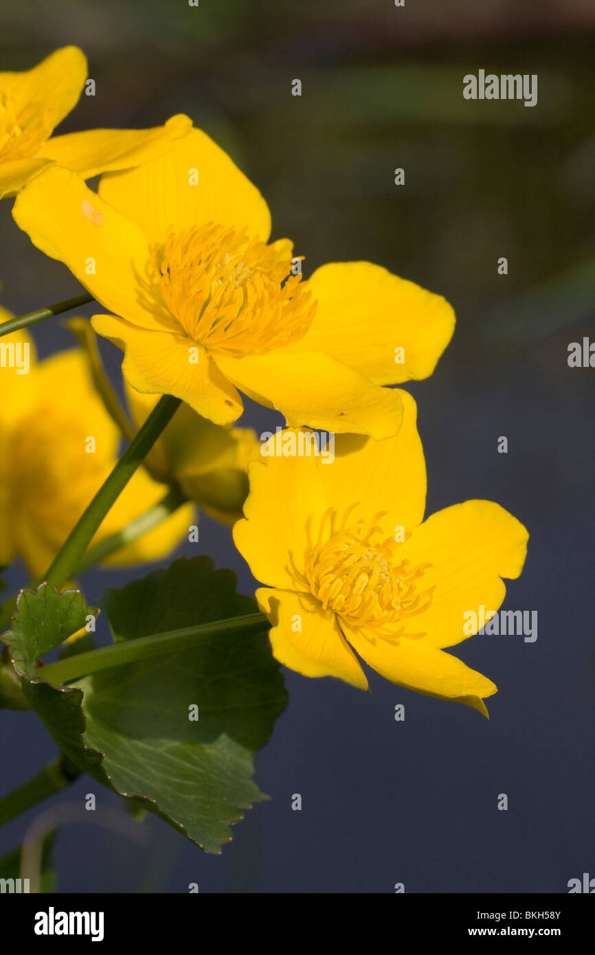 Caltha palustris, Marsh Marigold, Dotterbloem Stock Photo