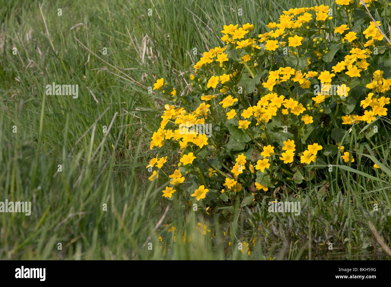 Caltha palustris, Marsh Marigold, Dotterbloem Stock Photo
