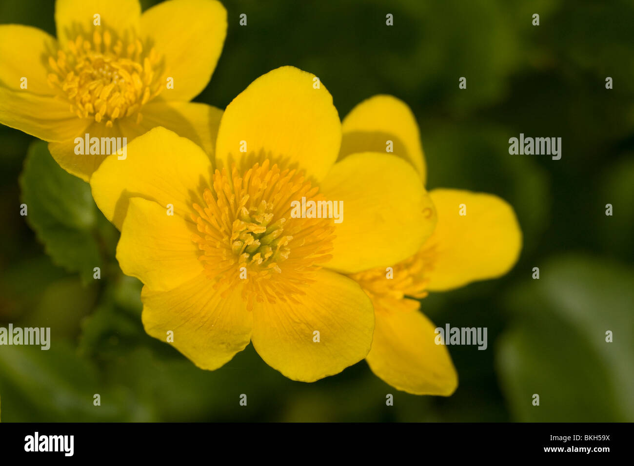 Caltha palustris, Marsh Marigold, Dotterbloem Stock Photo