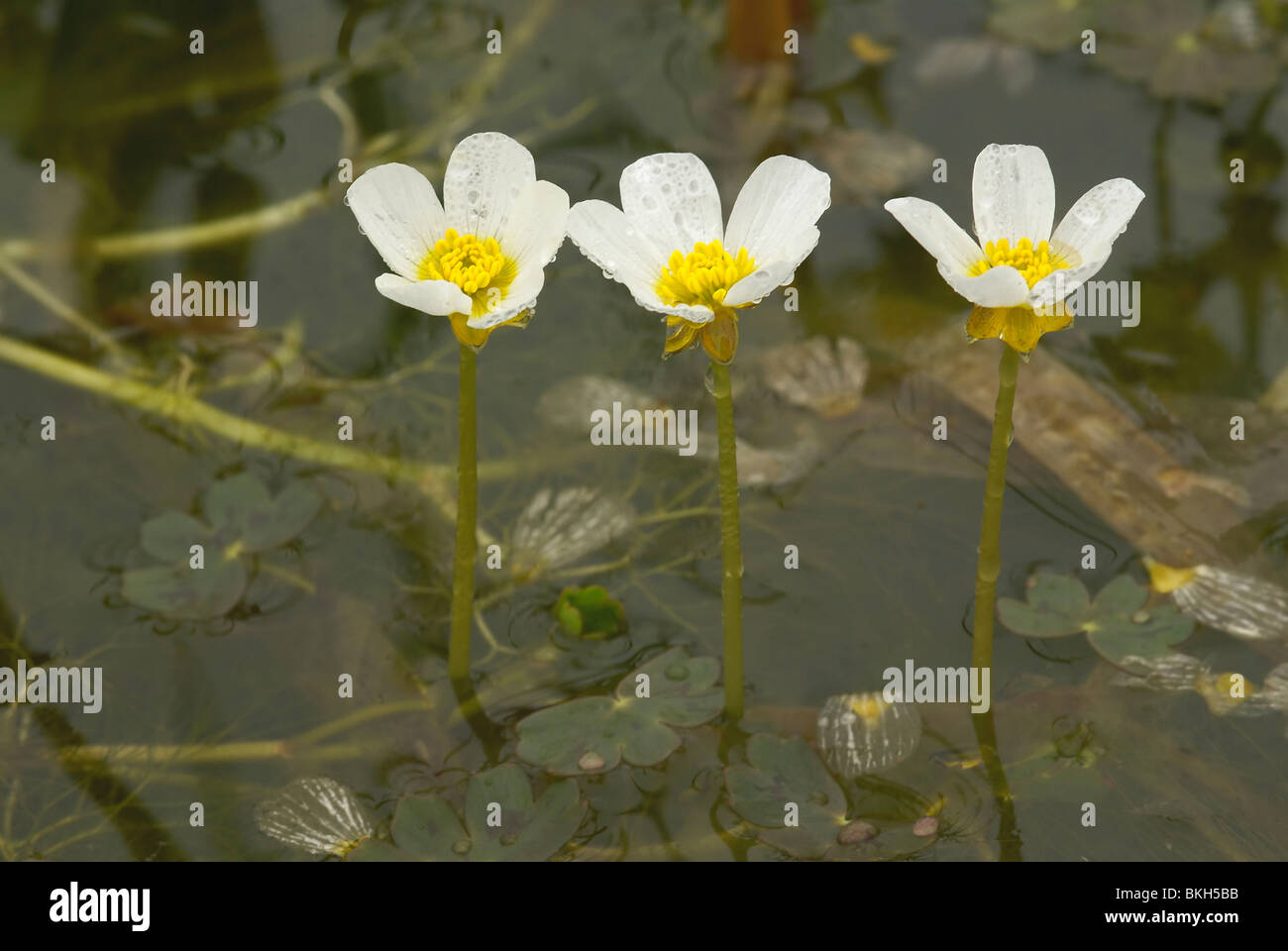 Common water-crowfoot in a pond Stock Photo - Alamy